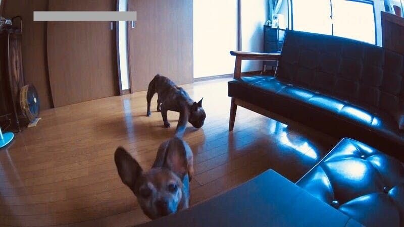 勘が良いクロは、カメラの中におやつが入っていることがわかったみたいです。アプリの画面上で操作して、マイクを使って話しかけることもできます。2匹とも不思議そうな顔をしていますが、慣れたらもっといい反応をしててくれるかしら……？　と期待！