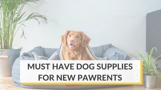 Pet Supplies Must-haves for New Dog Owners