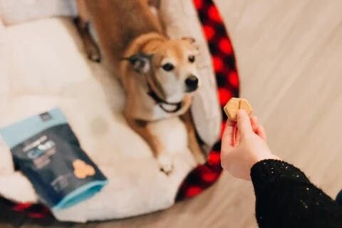 dog with treats