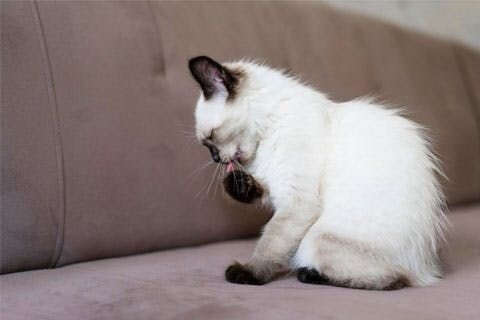 A photo of a long-haired Siamese kitten licking its front paw