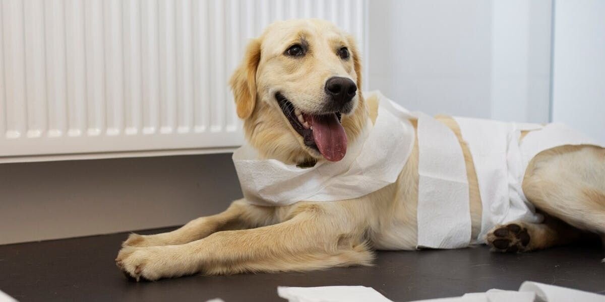 Golden retriever panting