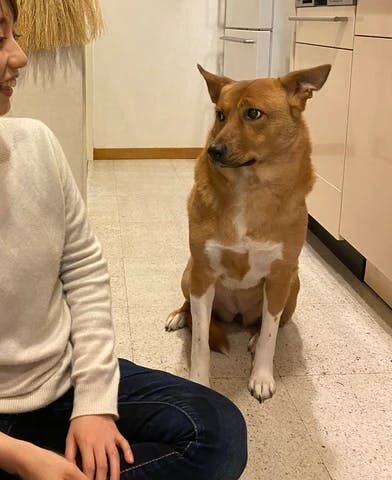 福は若干イカ耳ぎみになりながらも、キッチンの奥から、「この見知らぬ人はいったいいつ帰るのだろう・・」そんな目線を送りつつも様子を伺っていました。これまでなら、一番奥の部屋（うちは長い廊下でつながった穴蔵みたいなつくりなのです）に逃げ込んでいたのですから、これはもう大前進ですよ。