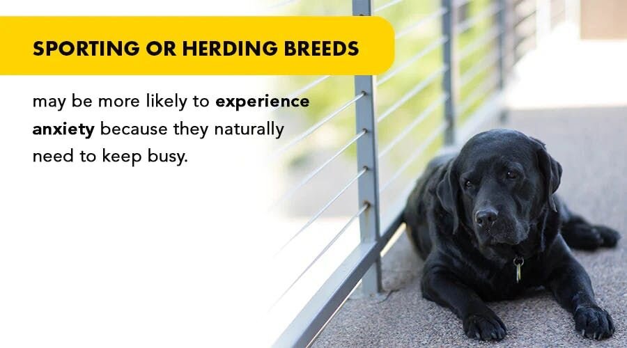 Sporting or herding breeds may be more likely to experience anxiety because they naturally need to keep busy