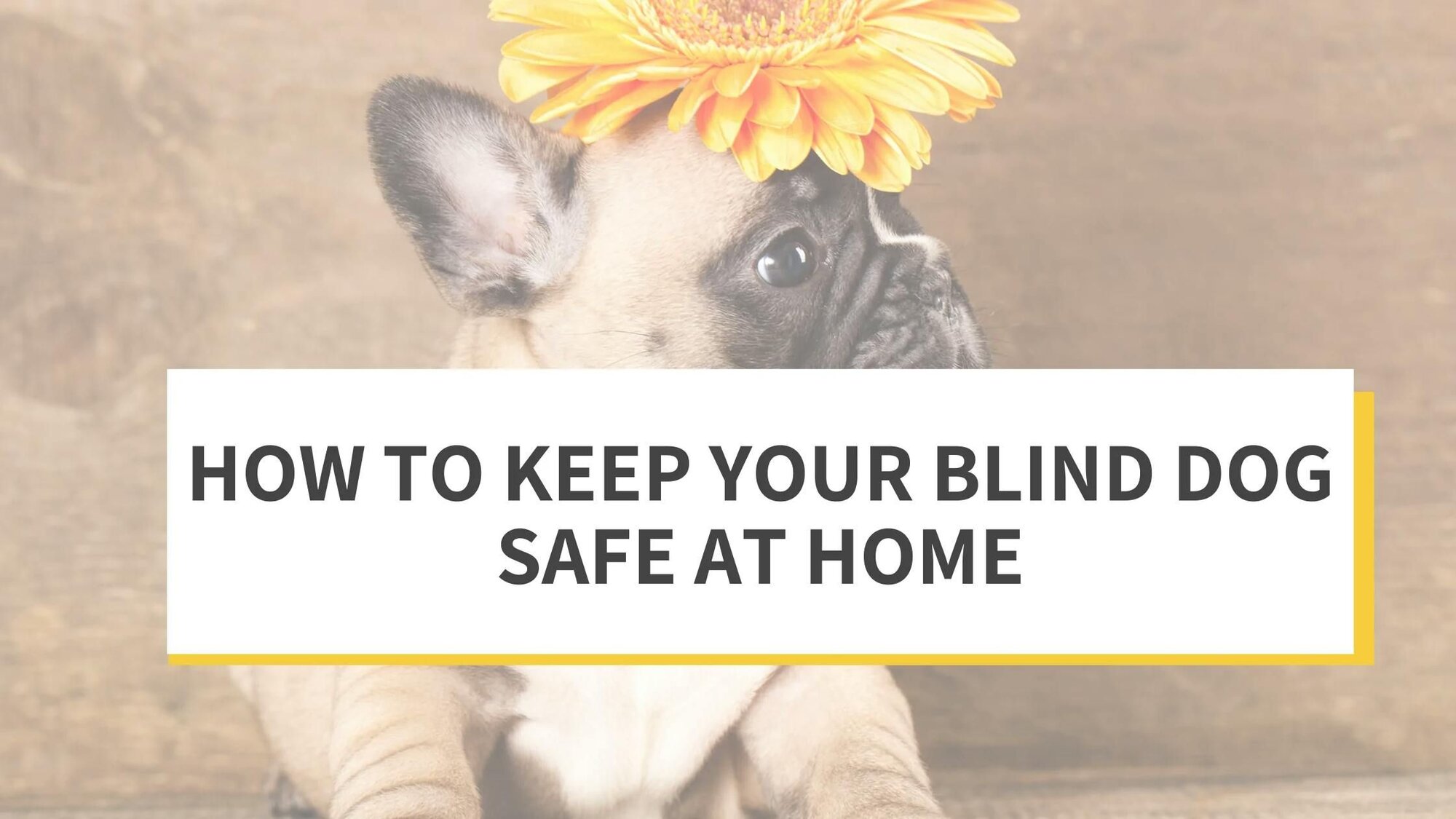 How to Keep Your Blind Dog Safe at Home Alone
