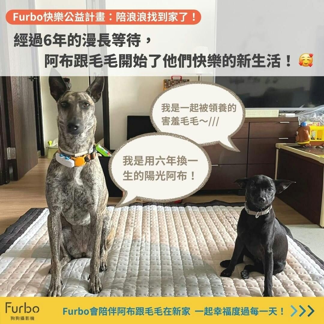 洋蔥滿滿的浪浪回家特輯｜兩隻浪浪阿布與毛毛的幸福奇蹟！