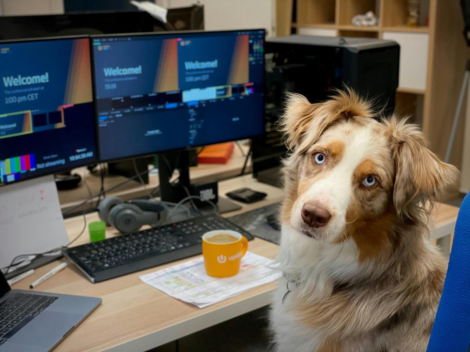 Dog working at computer