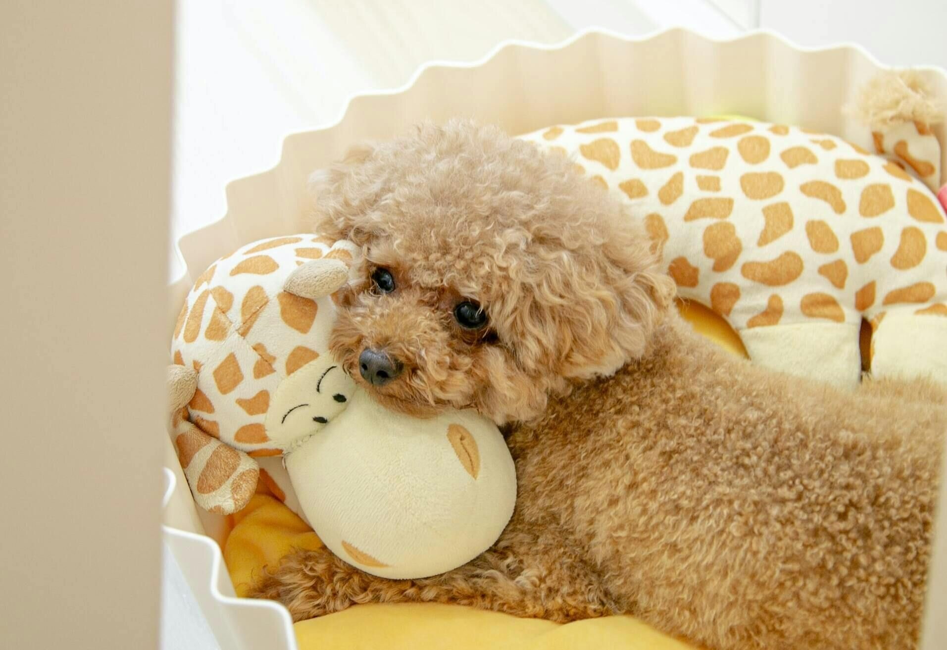 一隻躺在窩裡、靠著娃娃的貴賓