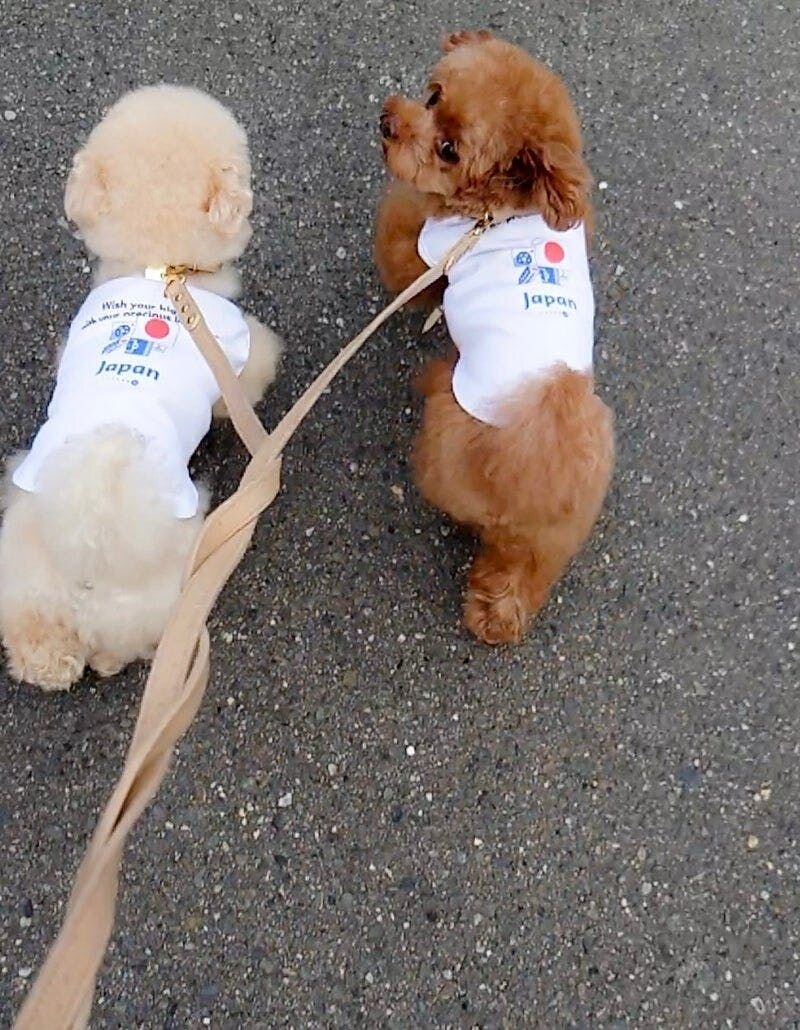 元気にお散歩っ！