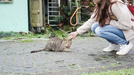 Trotz seines malerischen Charmes steht das Katzendorf jedoch auch vor Herausforderungen wie dem Ausbruch von Krankheiten, dem Mangel an Freiwillige...