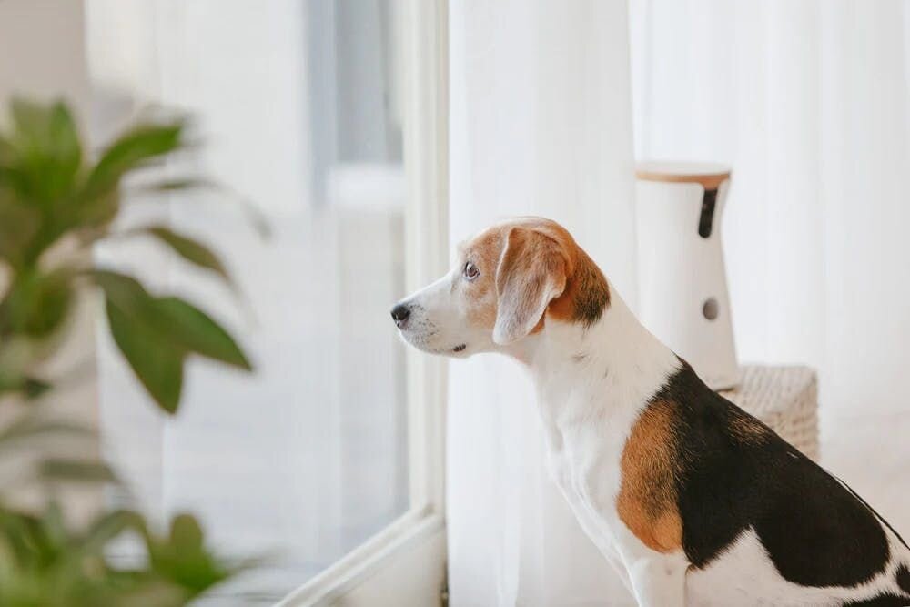 Ist mein Hund unglücklich, wenn er alleine ist?