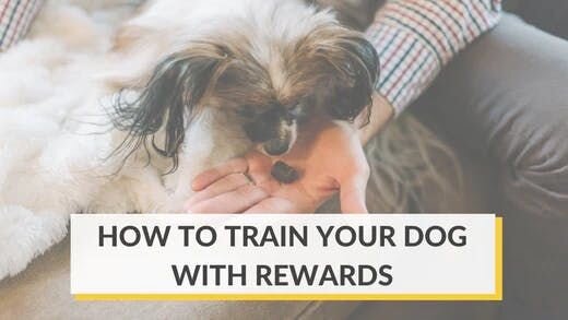 How to Train Your Dog With Rewards
