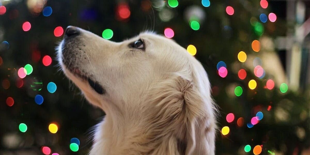 a photo of a sad golden retriever in front of a decorated Christmas tree