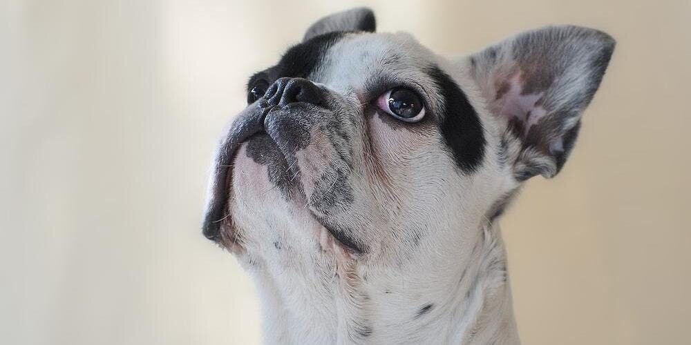 あなたの愛犬は大丈夫？犬が抱える「分離不安」とは