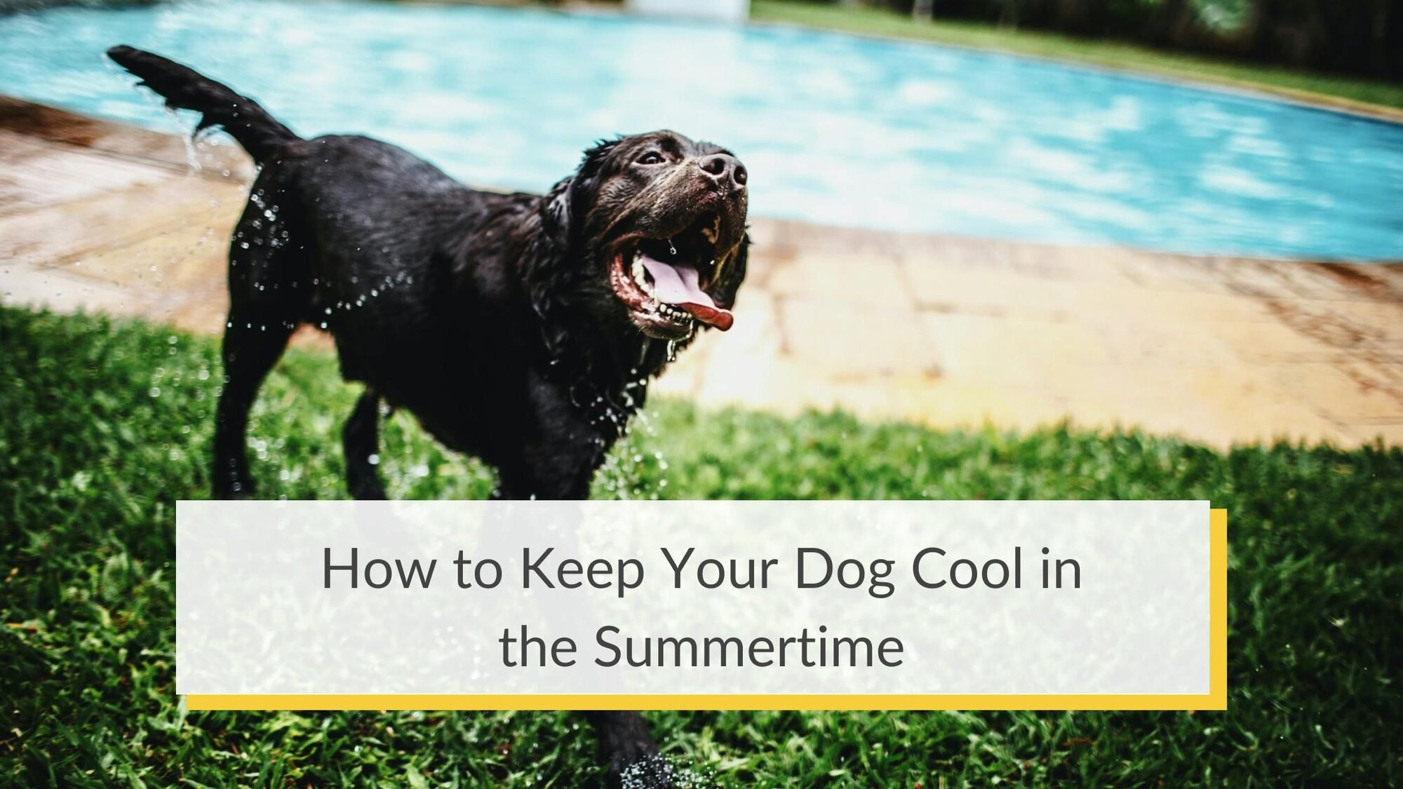 How to Keep Your Dog Cool in the Summertime