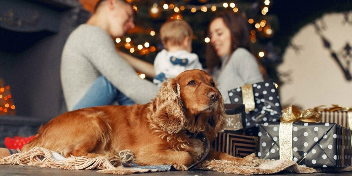 A photo of a cocker spaniel lying next to a pile of gifts wrapped with gold ribbons, in front of a large clock and a celebrating family