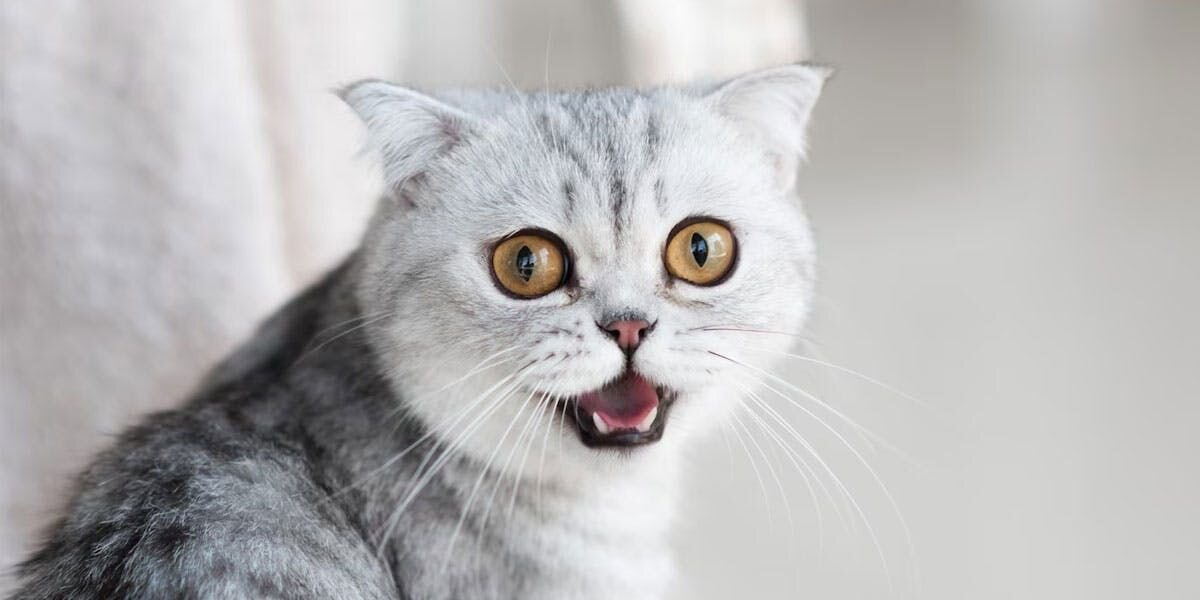 A photo of a grey tabby meowing and looking at the camera