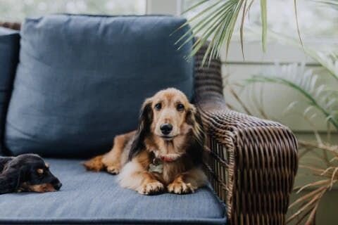 Dog on the sofa