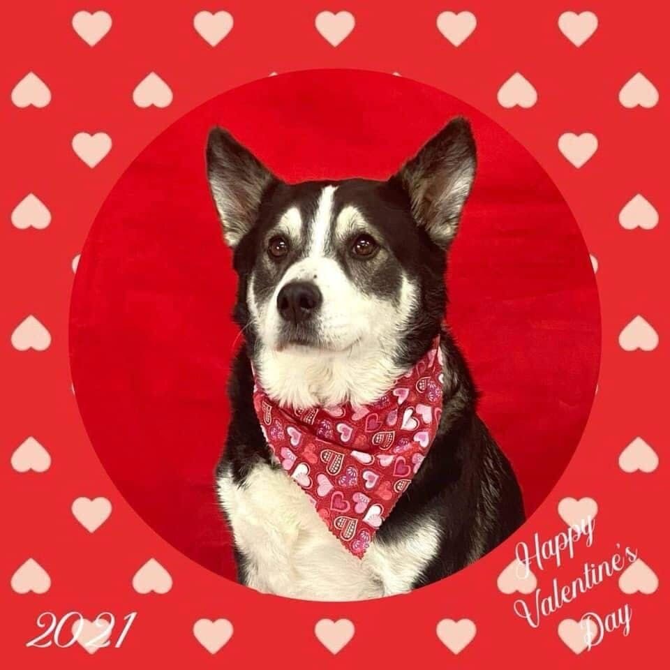 Dog poses for Valentine's photo in red heart bandana | Furbo celebrates Galentine's Day
