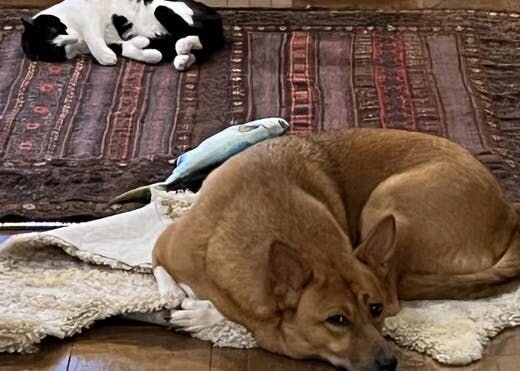 困り顔の保護犬福のファーボ日記 Vol.23｜福と猫のとも達のあったかおうちタイム