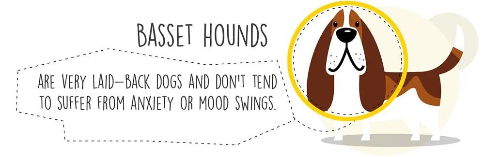 Baset Hounds