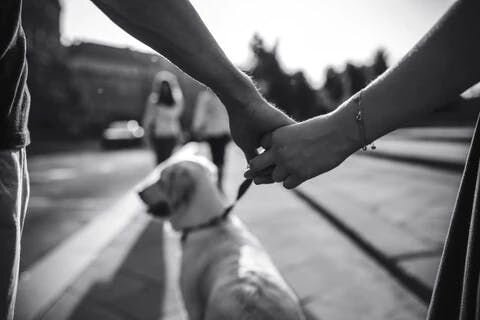 dog image