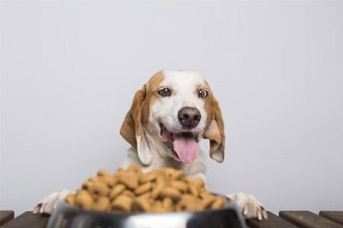A photo of a hound excitedly eyeing a heaping bowl of food
