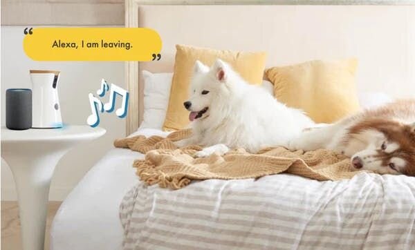 Dog next to Furbo while Alexa plays music