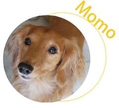 Momo the dog