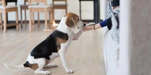 おやつを使ったトレーニングのコツ