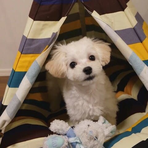 まず愛犬のお名前、犬種、年齢などを教えてください。