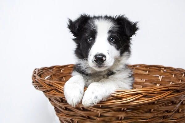 Puppy in basket