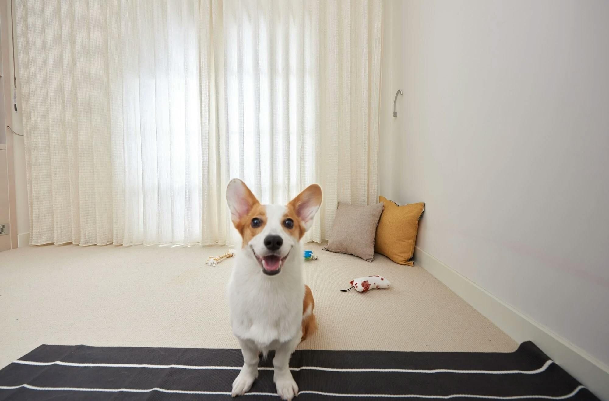 Chapter 6: How to Train a Dog With Separation Anxiety