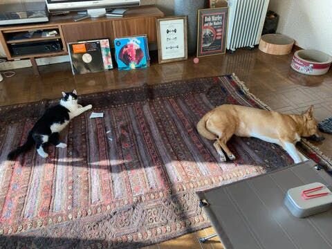 じつはこの頃、大型の洗濯機を導入するために家をリフォームしました。その期間中は業者さんが多数出入り、バリバリ工具の音も響きました。せっかく心を開きかけてるのにまたゼロに戻っちゃうかな？そんな心配もしましたが案ずるより産むが易し。三匹ともよくがんばりましたね。