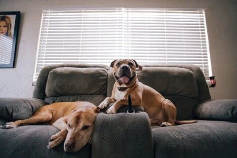 Two dogs sitting on couch