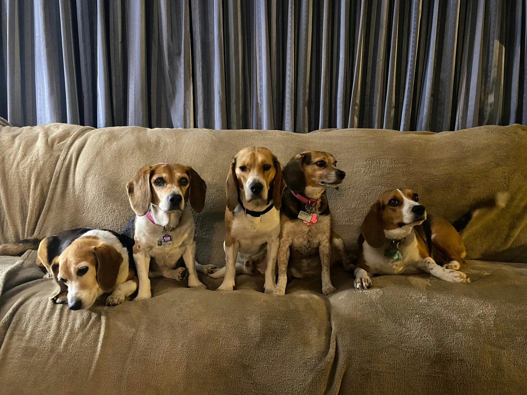 Best of all? Watson is a “foster failure,” meaning that Shelly adopted him for good. He loves wrestling with his sister Olive Oyl, doing zoomies in...