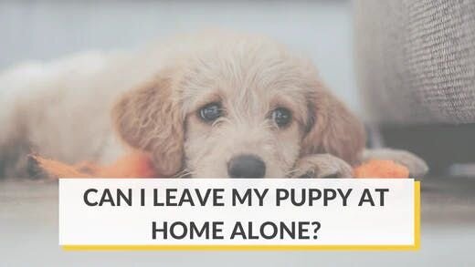 Can I Leave My Puppy At Home Alone?