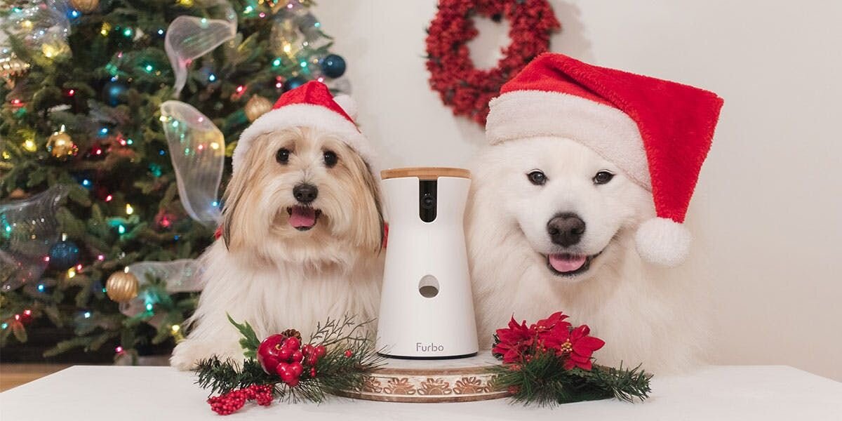 A photo of two dogs wearing Santa hats, posing with a Furbo dog camera amidst Christmas decorations