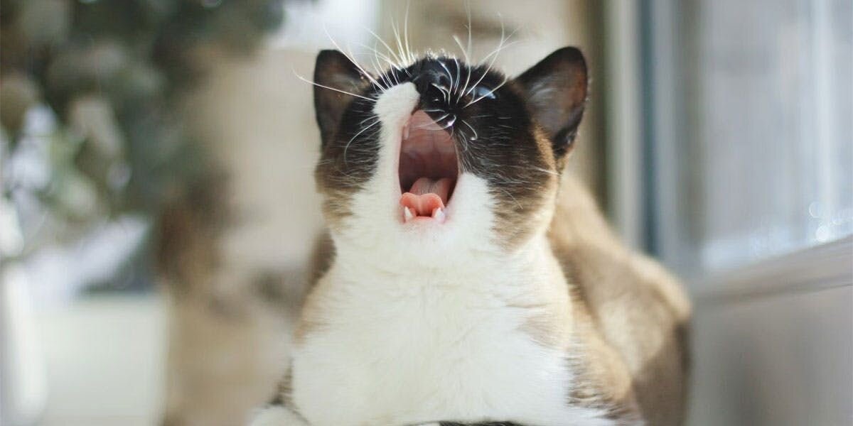 A photo of a snowshoe cat yowling