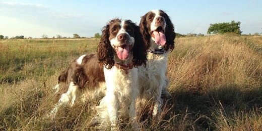 10 Things You Can Do To Get 2 Dogs to Get Along