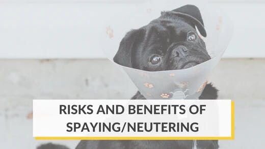 The Benefits and Risks of Spaying or Neutering Your Dog
