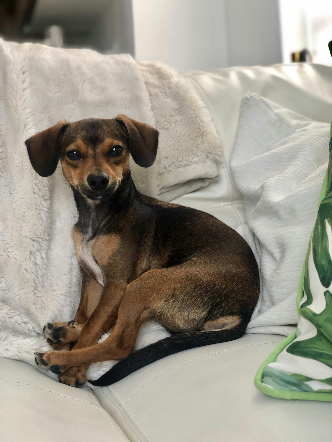 We couldn’t be more grateful that Furbo helped save Romeo. He loves cuddling, laying in his bed and looking out the window, going for walks, and co...