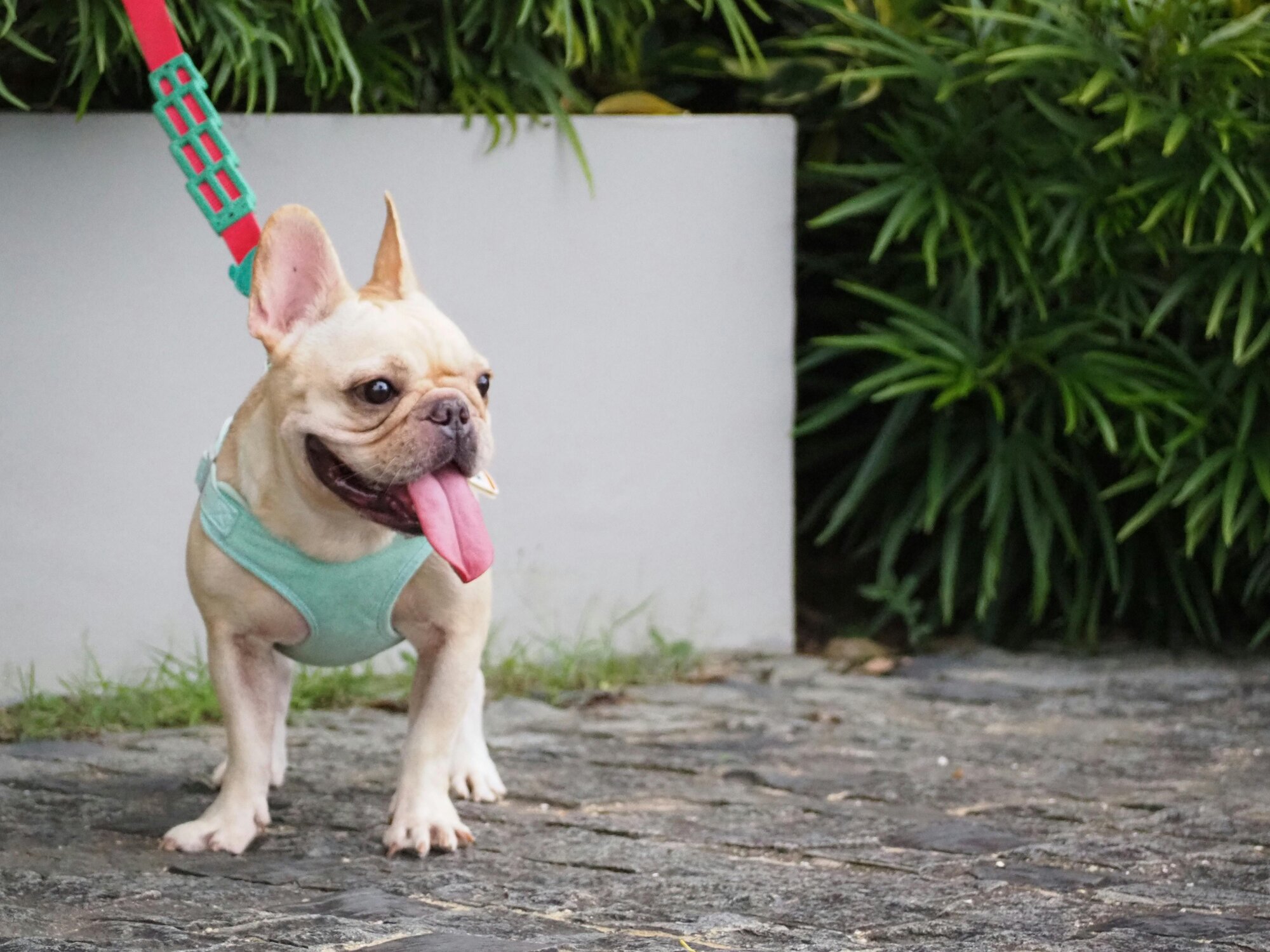 一隻站立在地面上，吐舌頭喘氣的法鬥