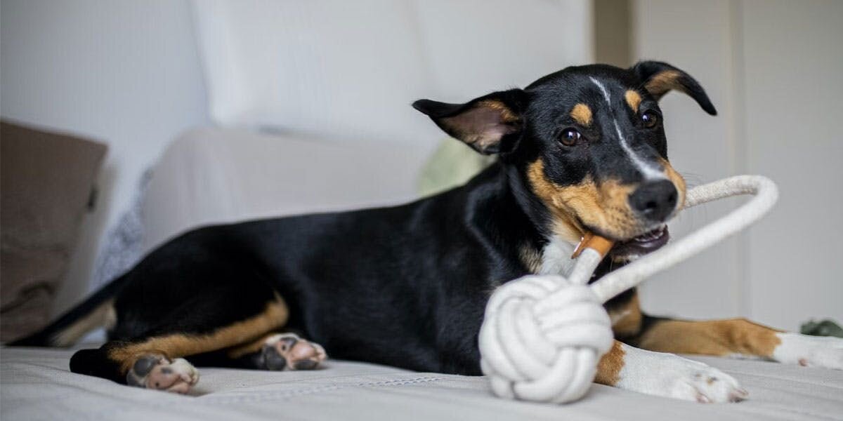 4 Solutions for Home-Alone Dog Enrichment