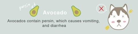 人間にとってはヘルシーですが、犬にとっては良い食べ物ではありません。アボカドに含まれるペルシンが、吐き気や下痢を引き起こしてしまいます。