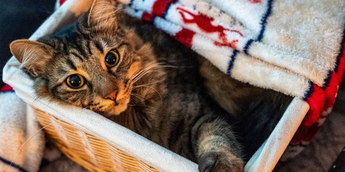 a photo of a cat lying in a basket, next to a blanket patterned with reindeer