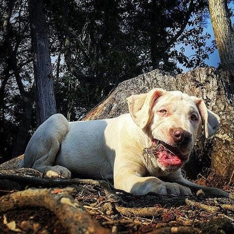 たまたまピットブルの子犬を散歩している人を見かけて、一目惚れでした。
「なんて可愛い犬なんだ」って。
