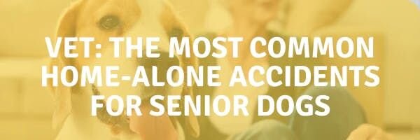 Vet: The Most Common Home-Alone Accidents for Senior Dogs
