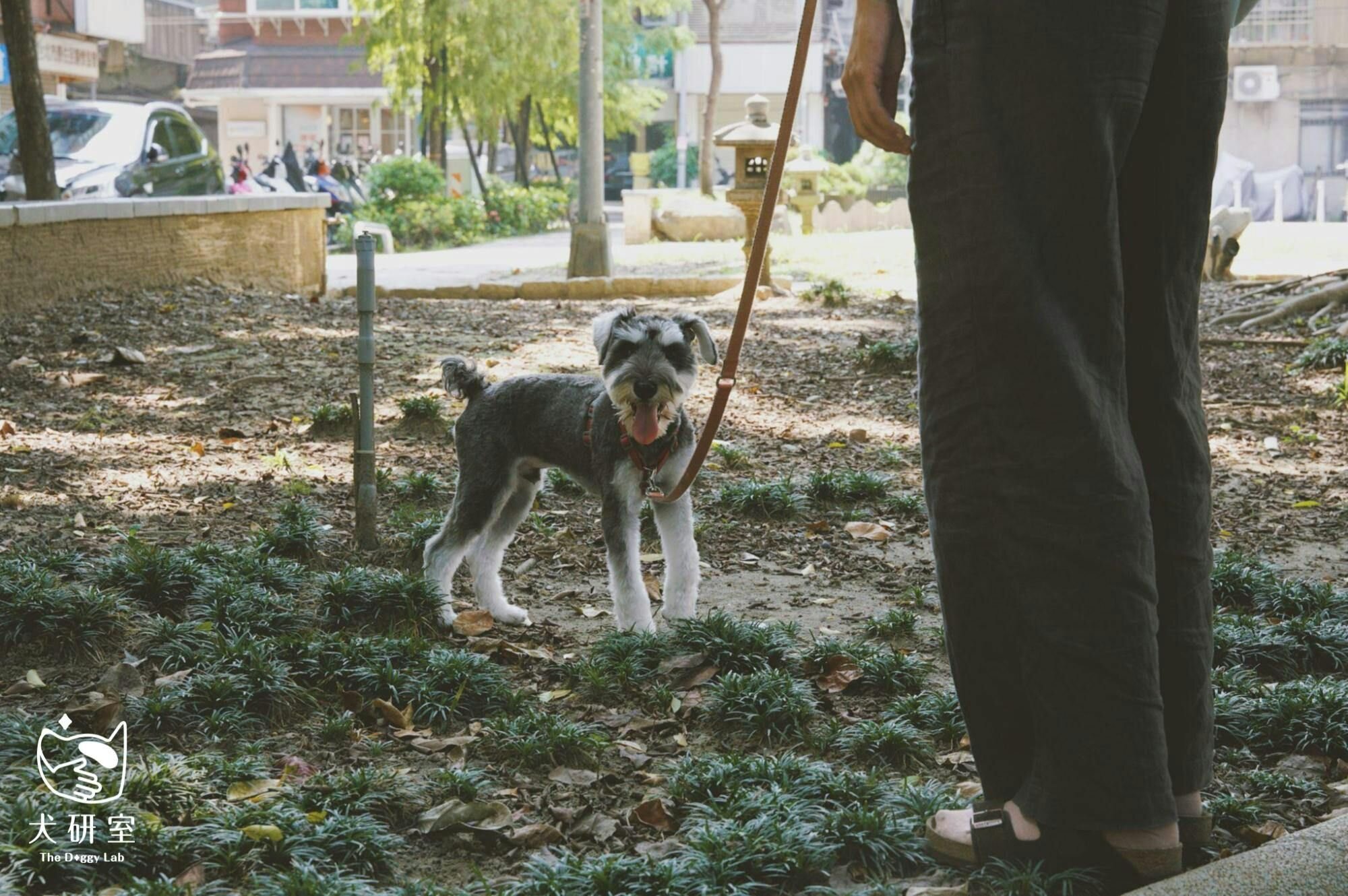 狗狗散步、嗅聞