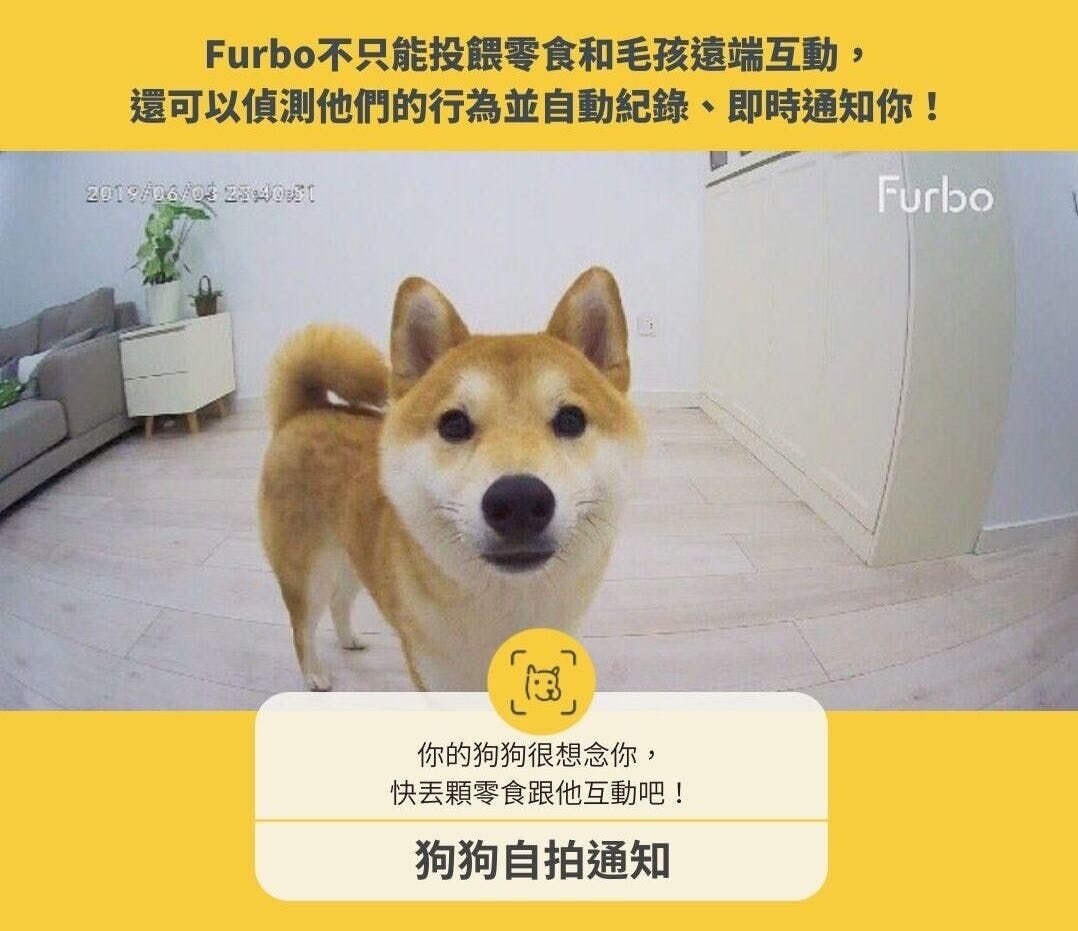 一隻站在地上看著Furbo鏡頭的柴犬