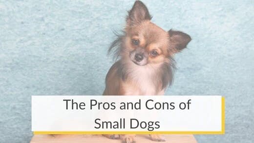 The Pros and Cons of Small Dogs